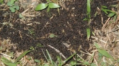 Cele mai mari clustere de insecte